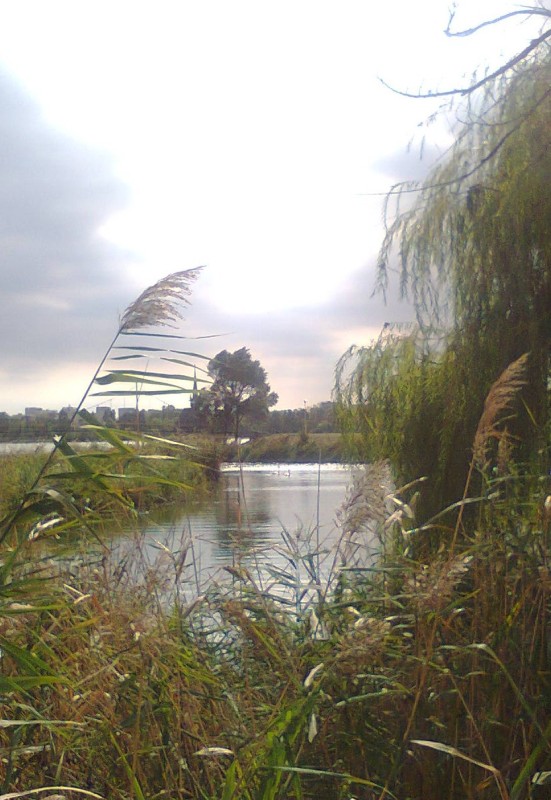 doua lebede pe lac in parc